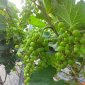  MÔ HÌNH VƯỜN ĐẸP CỦA HỘI VIÊN LÊ VĂN THÀNH, XÃ TẾ LỢI HUYỆN NÔNG CỐNG